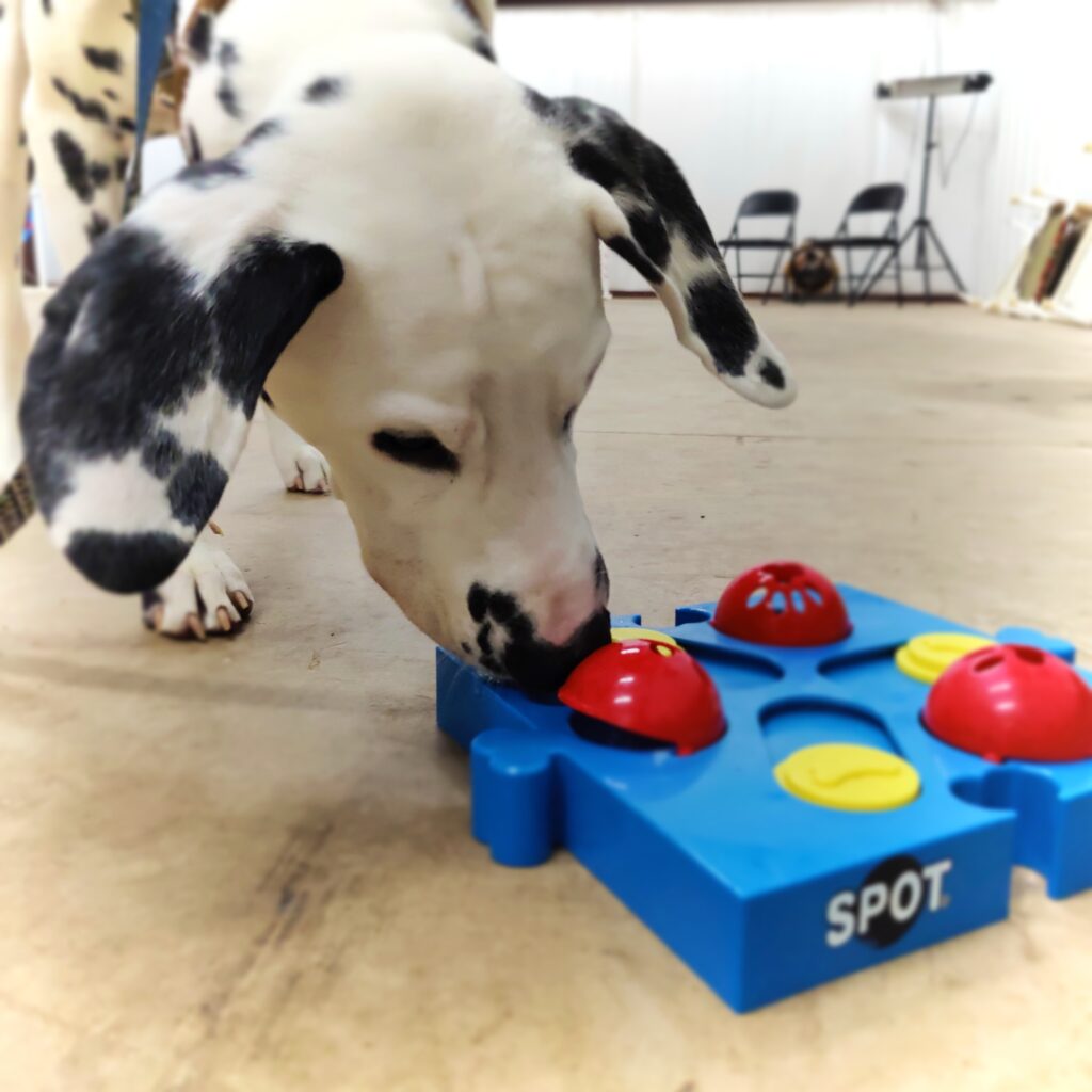 Dalmatian uses his nose to find food inside of a puzzle toy