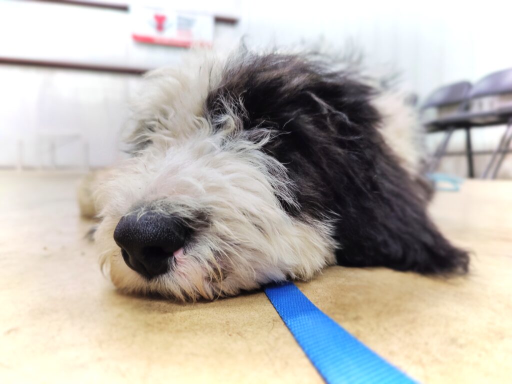 Sheepadoodle puppy lays down on the floor with his chin resting on the floor