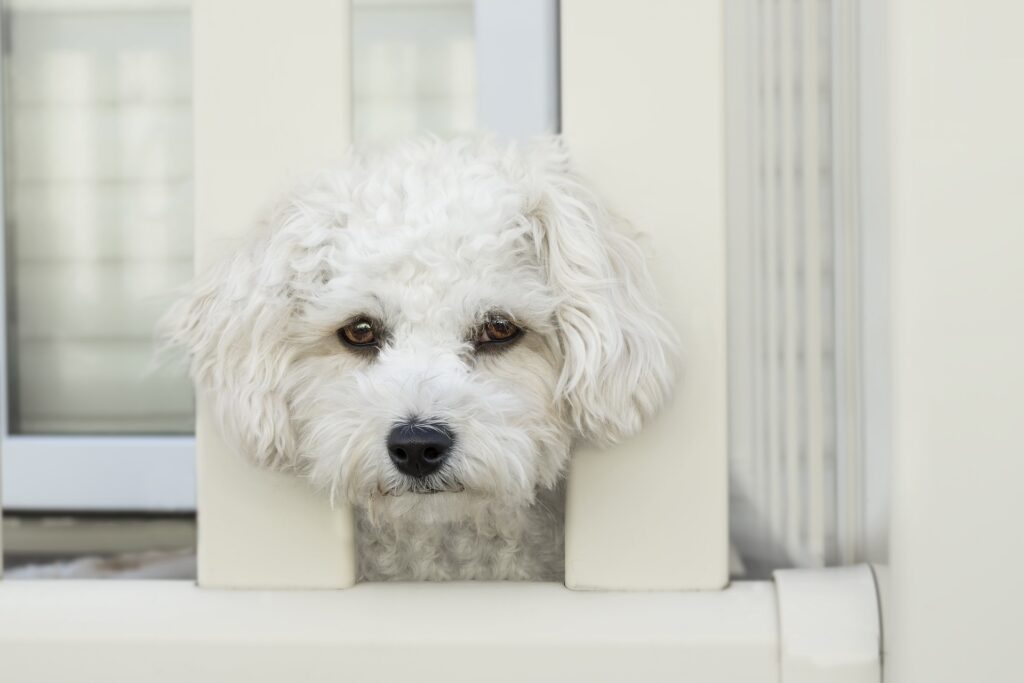 White dog poking head out between bars of gate