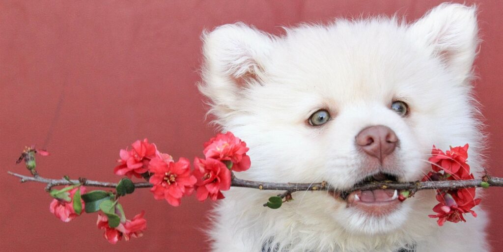 White dog holding branch with flowers in mouth
