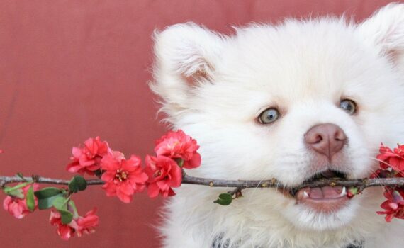 White dog holding branch with flowers in mouth