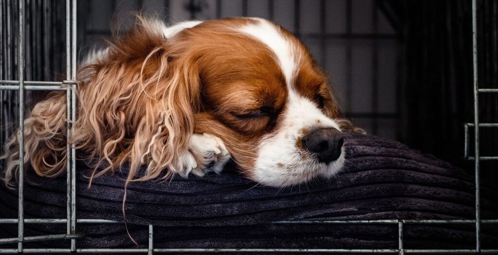 King cavalier puppy sleeping in crate