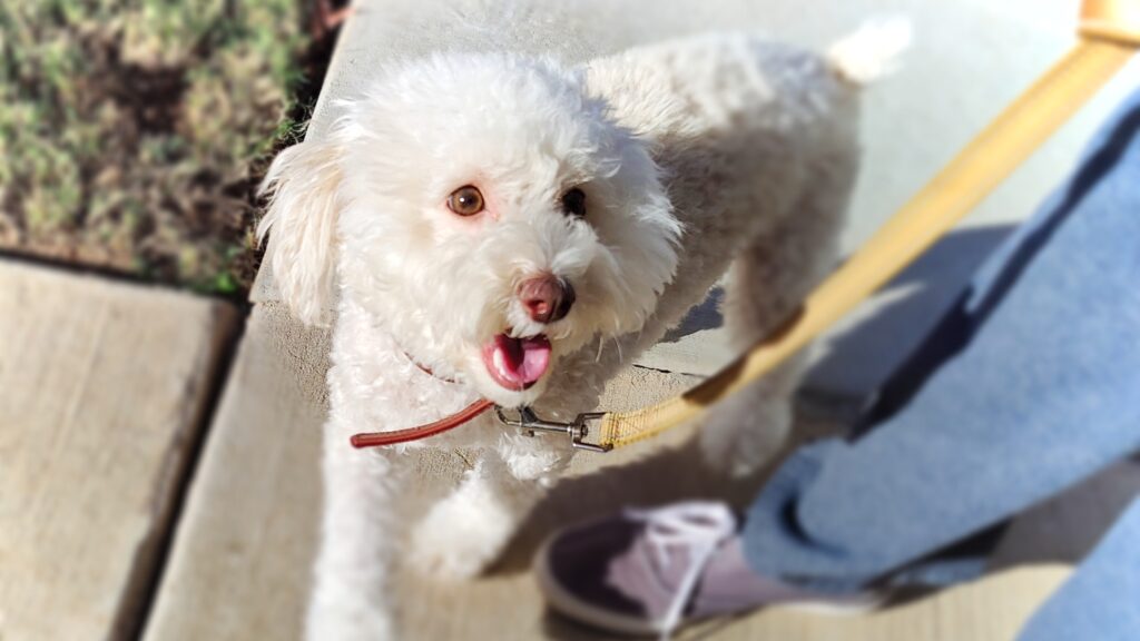Bichon smiles at his mom while walking on a leash
