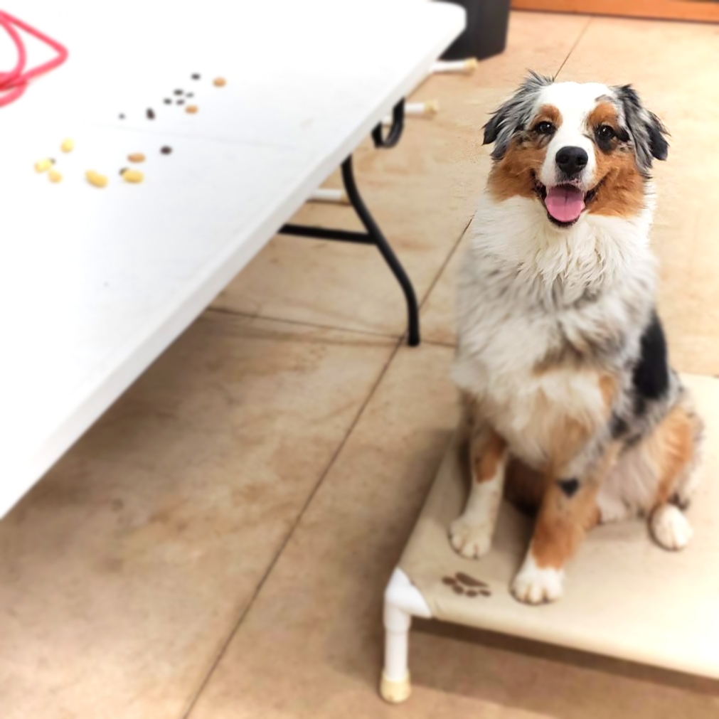 Australian Shepherd sits on place while leaving food on the table alone