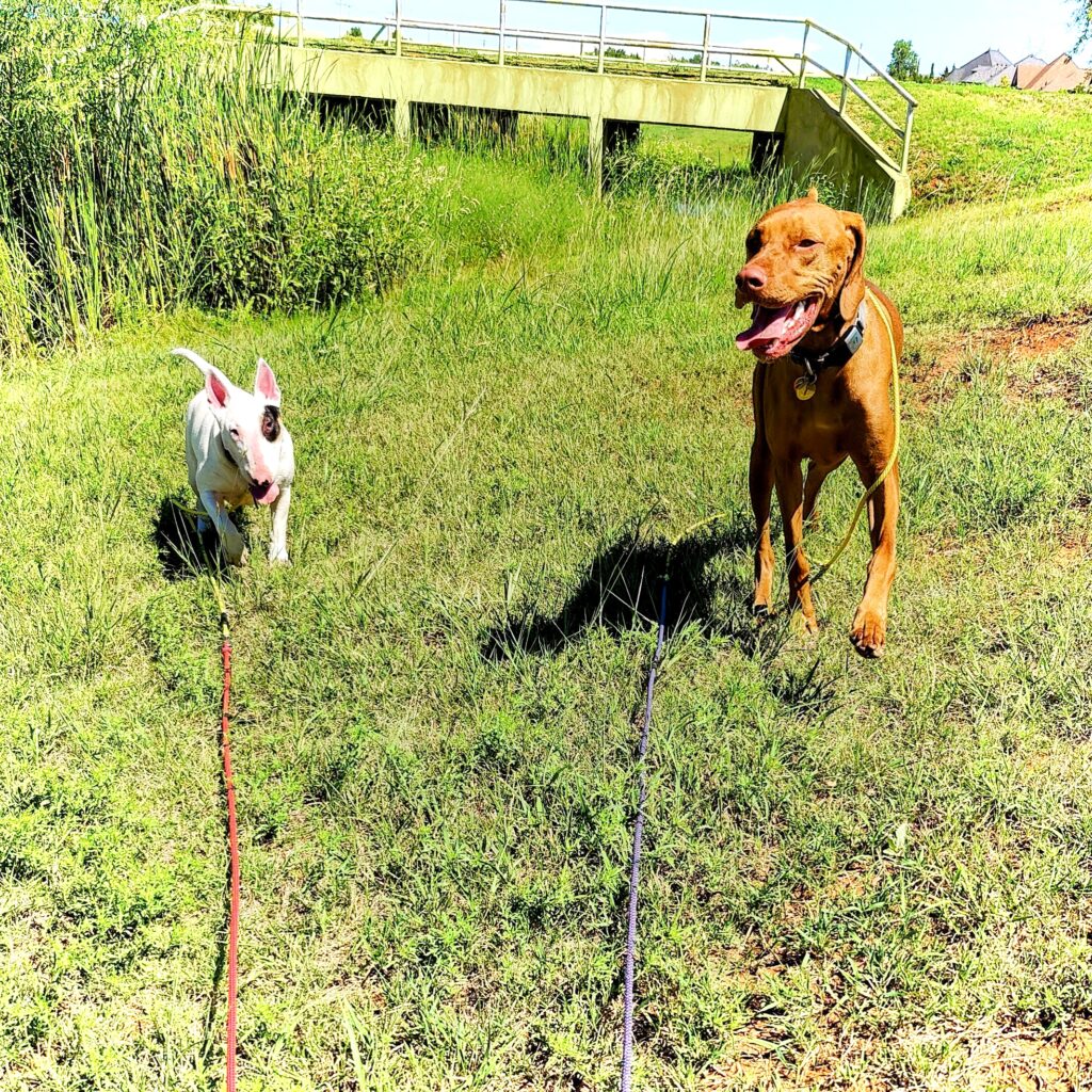 two dogs on long lines in a field smiling