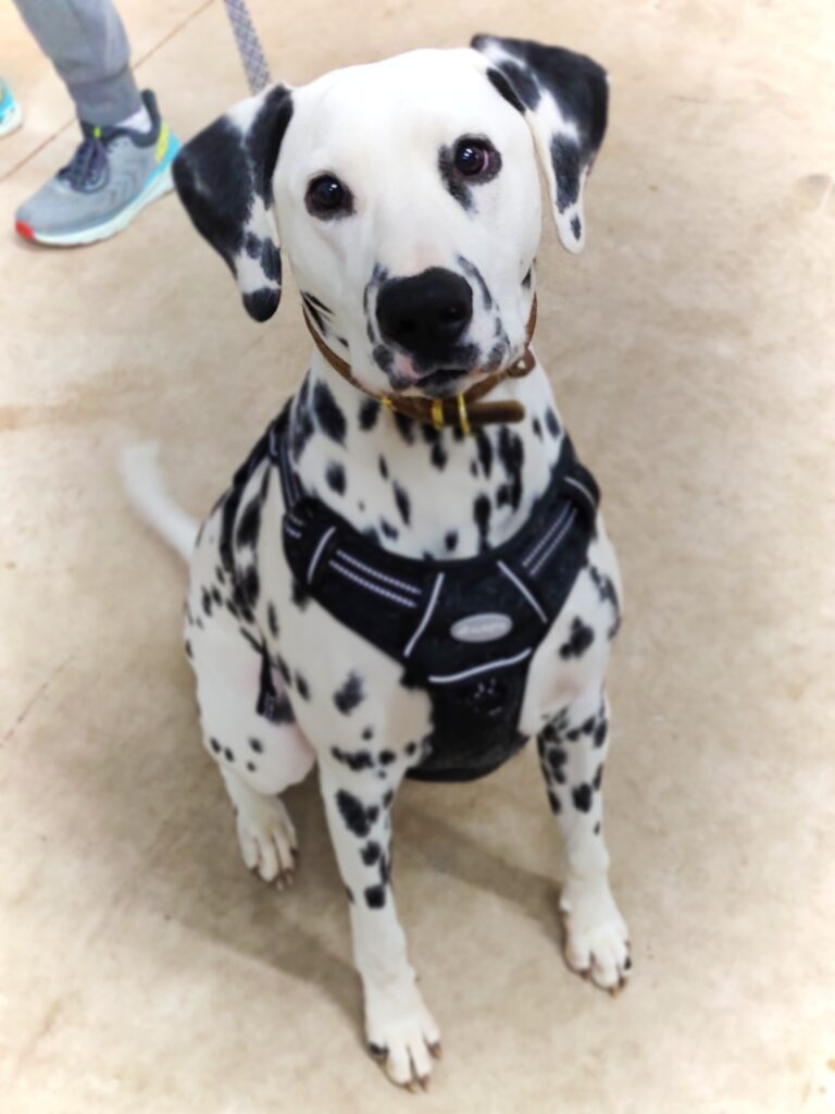 Dalmatian sits while wagging his tail