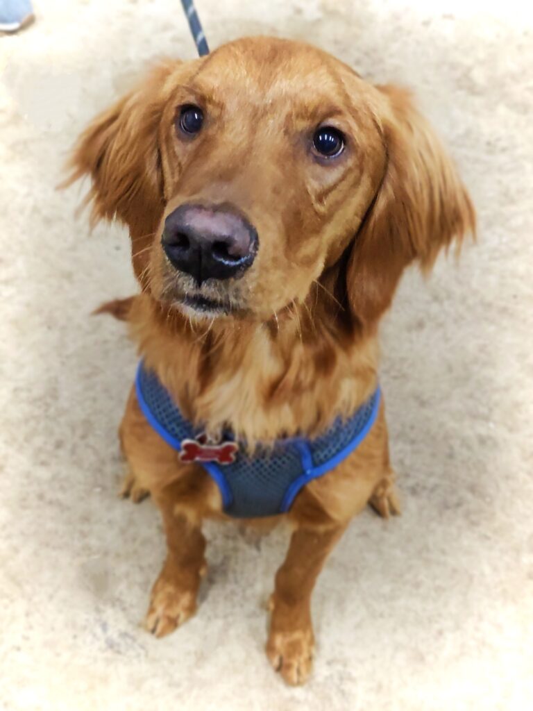 Golden Retriever sits with ears perked