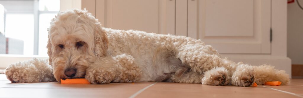 White doodle laying down and snacking on carrot sticks