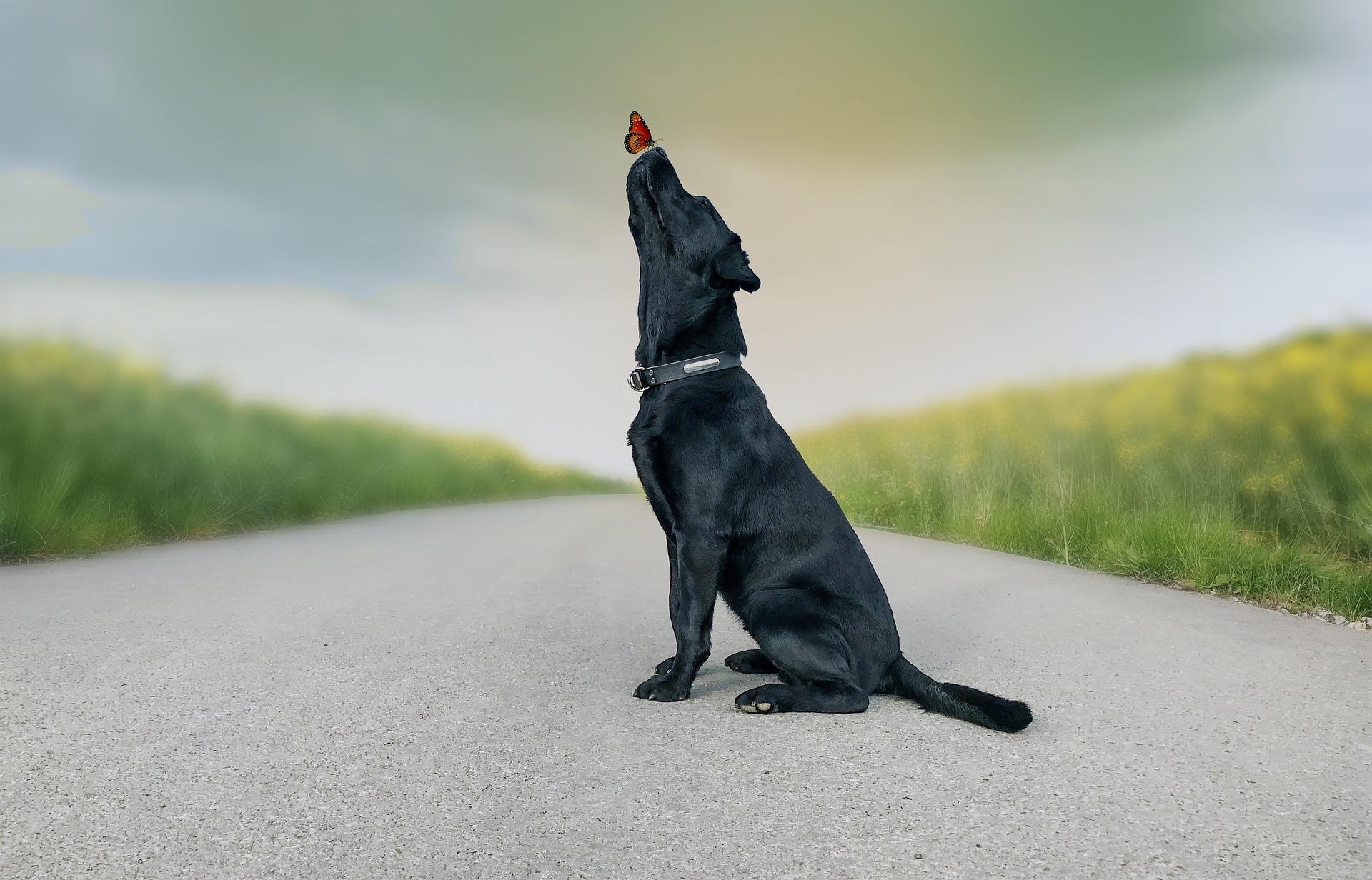 black Labrador sits in the middle of a road with a butterfly on his nose