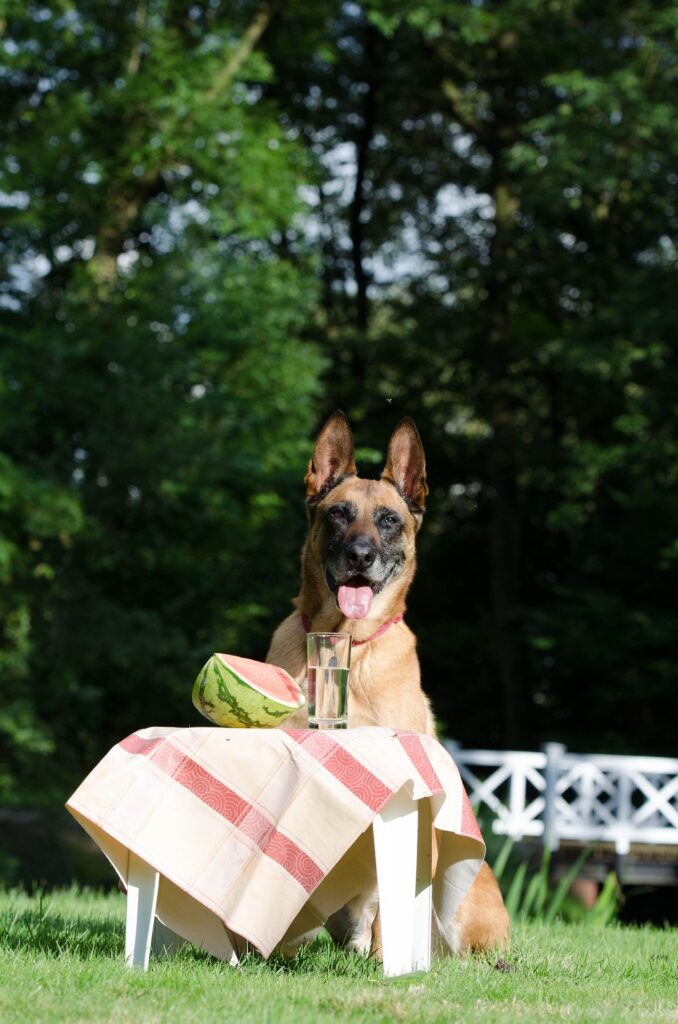 Malinois sits at a table with a glass of water and watermelon slice