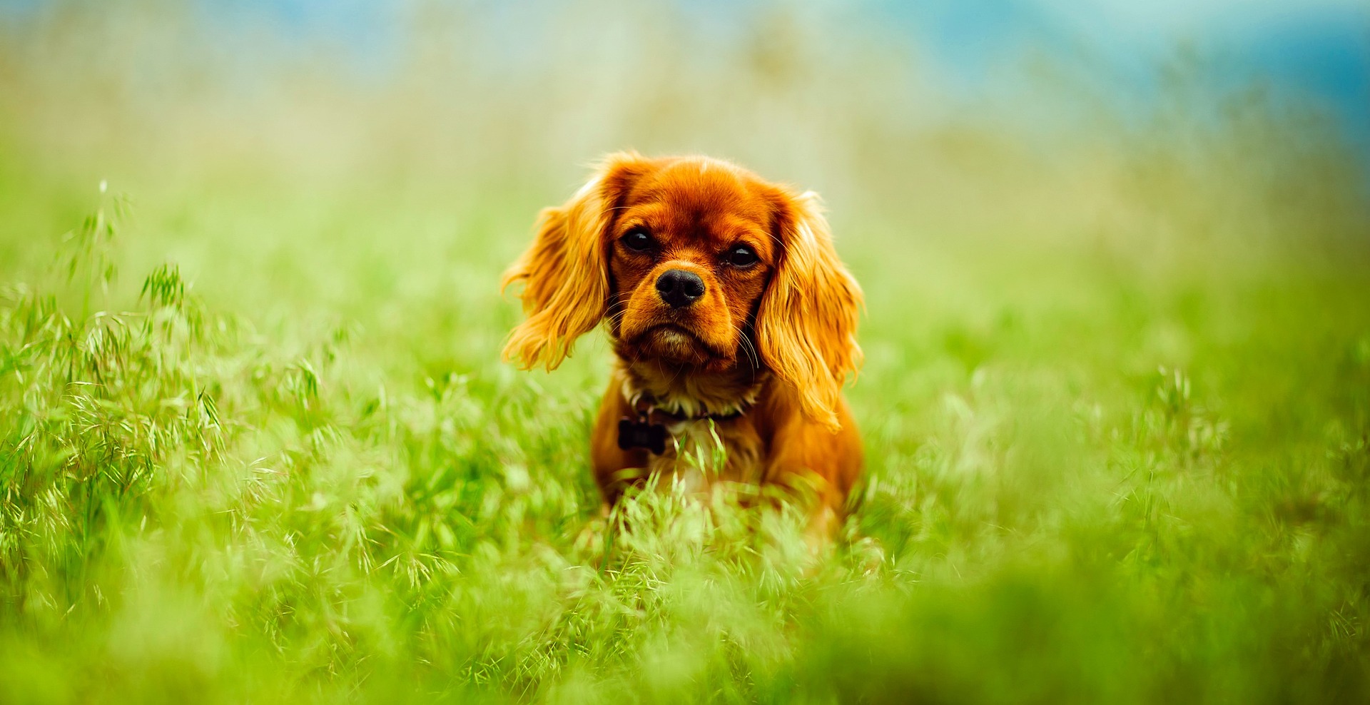 puppy in the tall grass