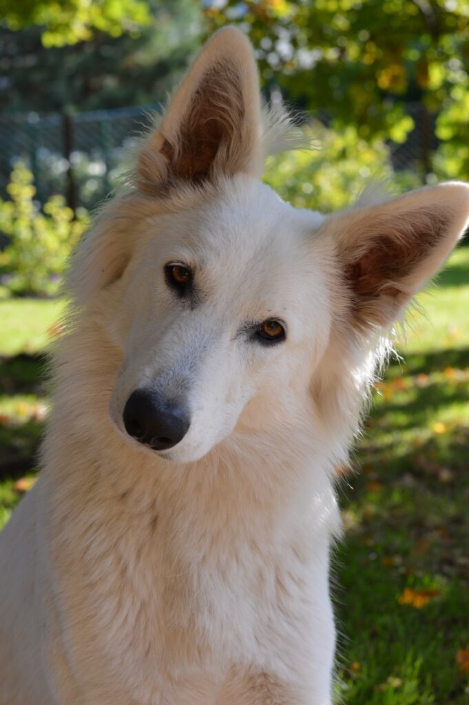 White dog tilts head 