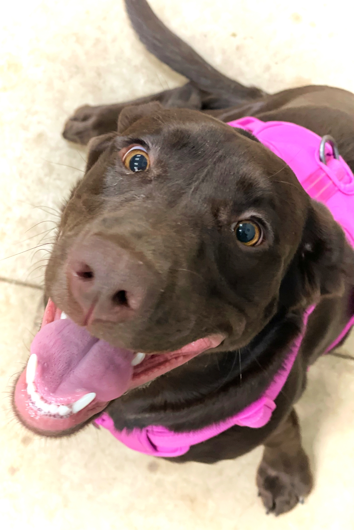 chocolate lab smiles up at the camera while sitting