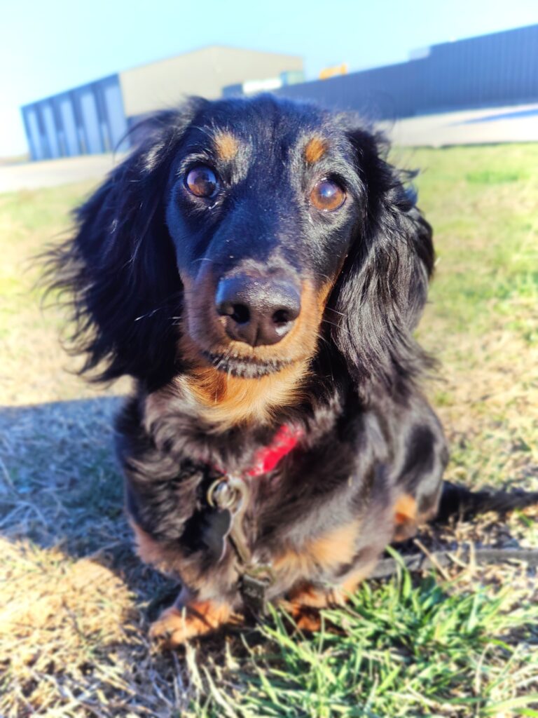 Long haired black dachshund with tan points sits outside while looking at camera 