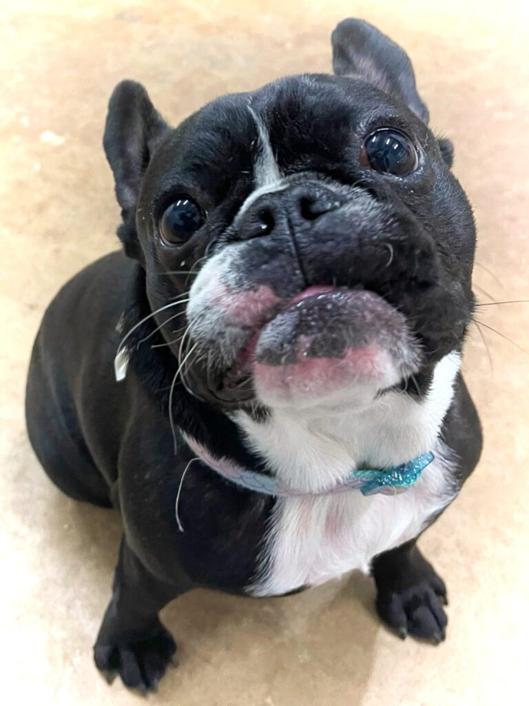 Black and white French bulldog sits and looks up at camera with big eyes