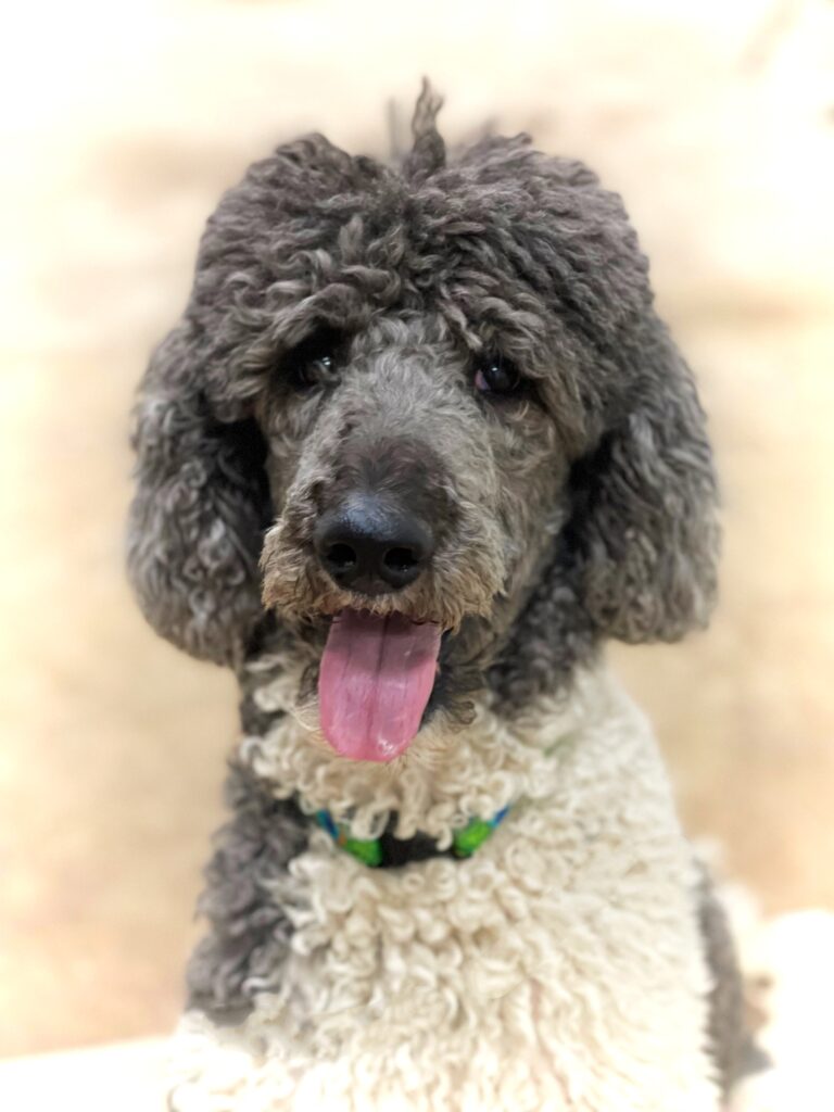 Blue and white standard poodle sits and smiles with tongue out