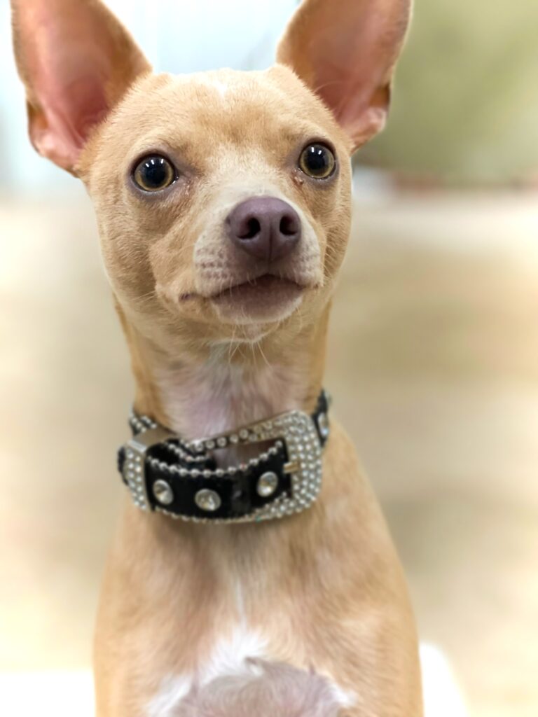 Fawn chihuahua wearing a black collar with bling
