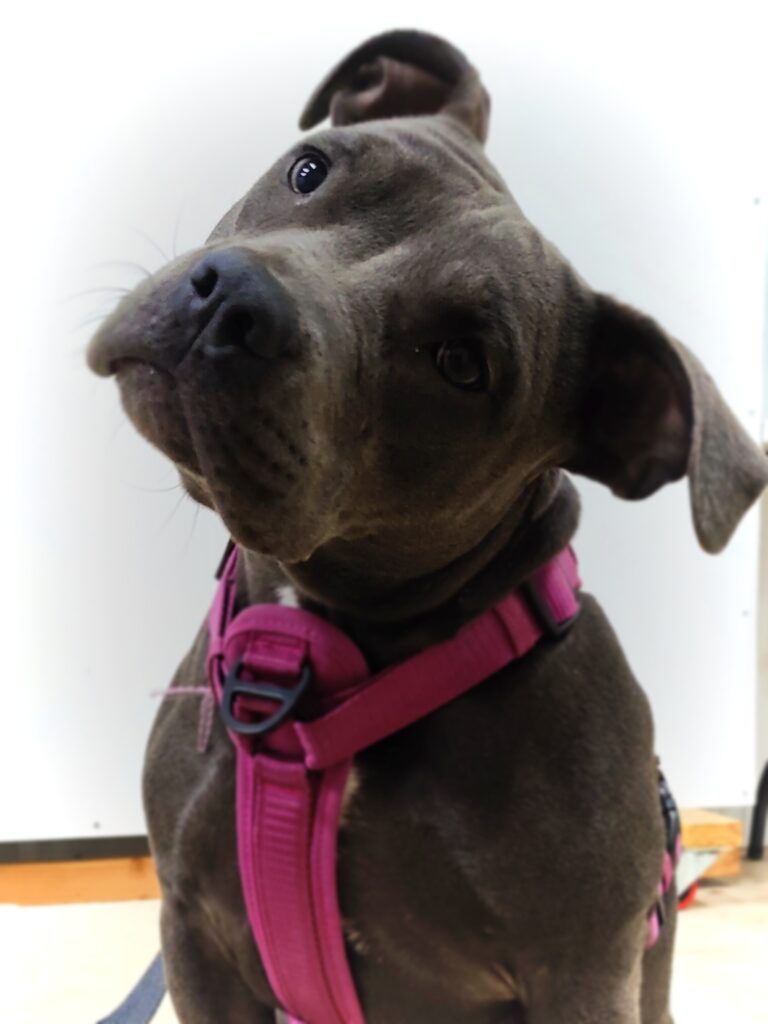 Dilute silver bully sitting and tilting head with ears perked 