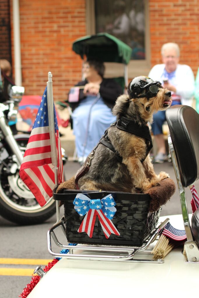 A small dog wearing a helmet and goggles sits in a basket on the back of an open air vehicle with American flag decorations