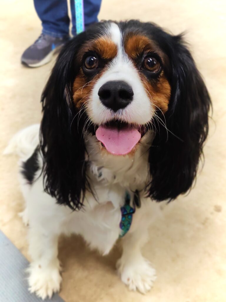 Cavalier King Charles Spaniel mix sits and smiles at the camera