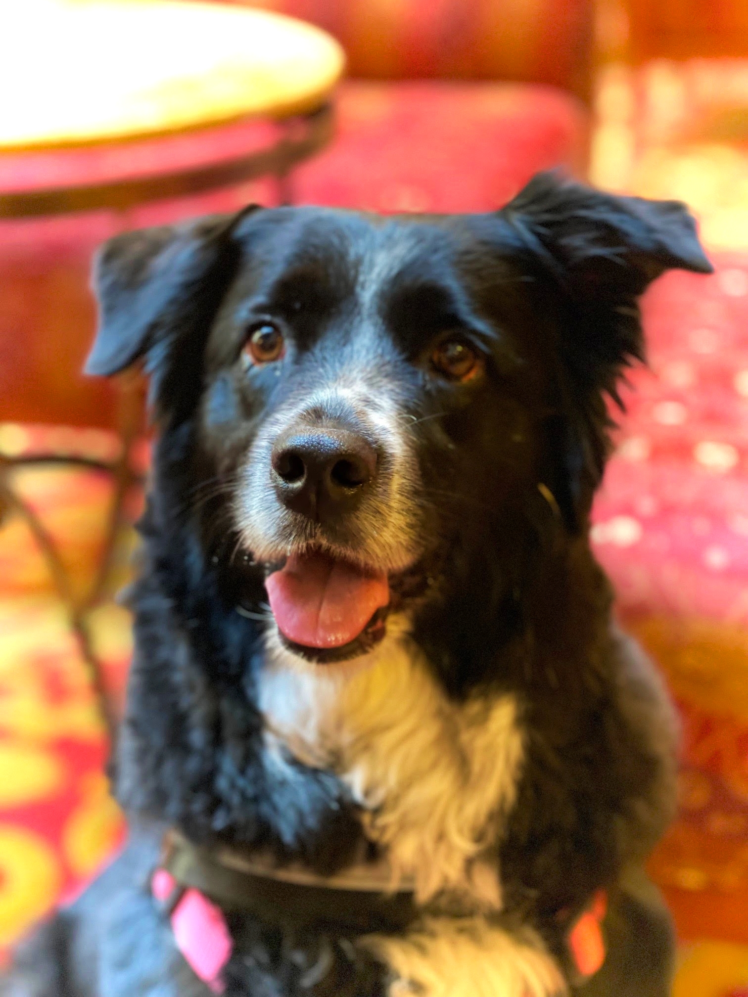 Black herding dog mix sits and smiles at the camera
