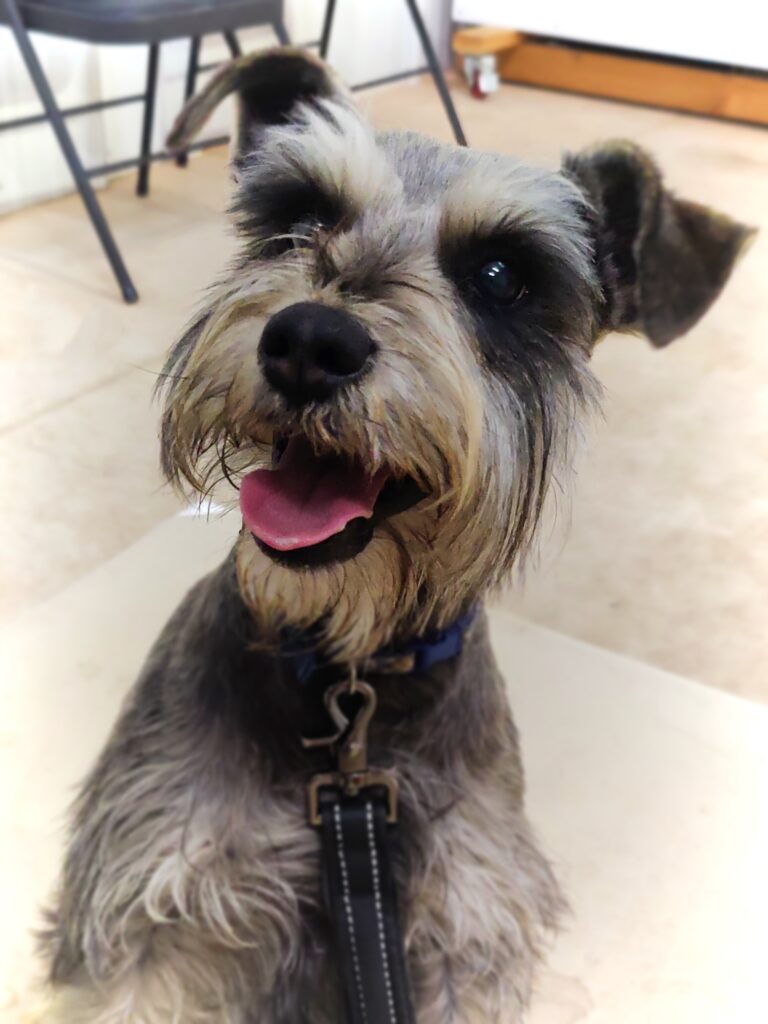 Schnauzer sits and smiles for the camera