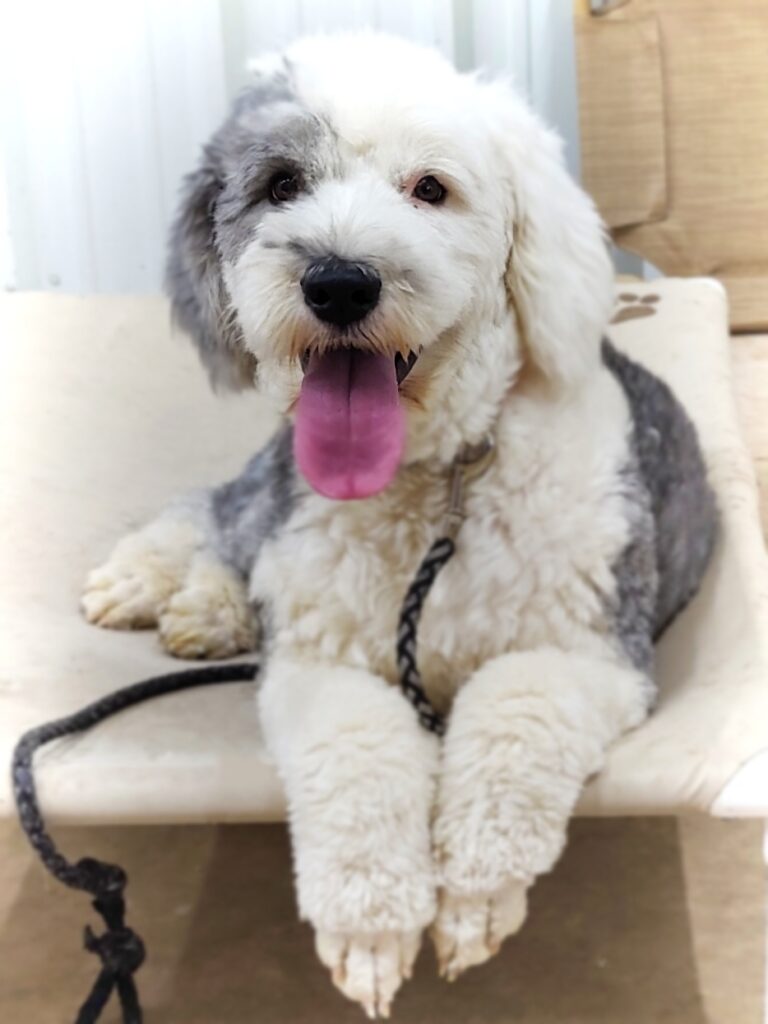 Sheepadoodle laying down on cot while looking at camera with tongue hanging out
