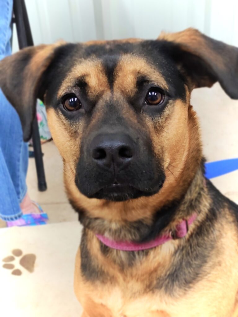 Black and tan mixed breed dog looks at the camera with ears perked