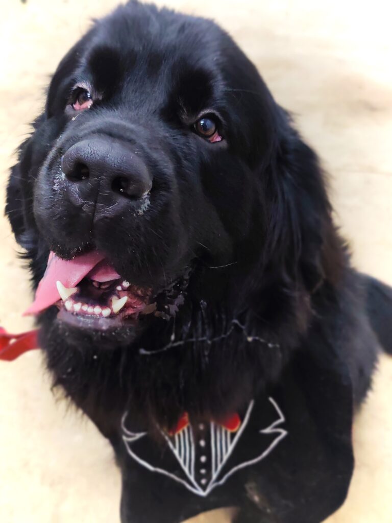Black Newfoundland sits wearing a tuxedo bib with tongue hanging out