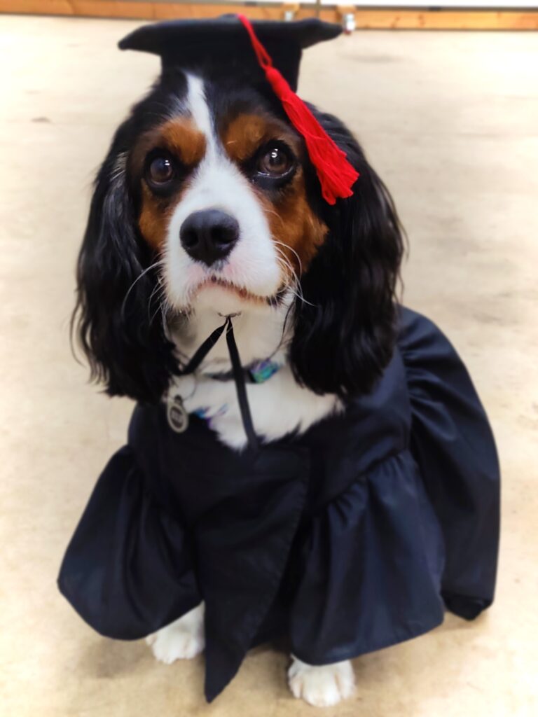 Cavalier King Charles Spaniel mix wears a graduation cap and gown