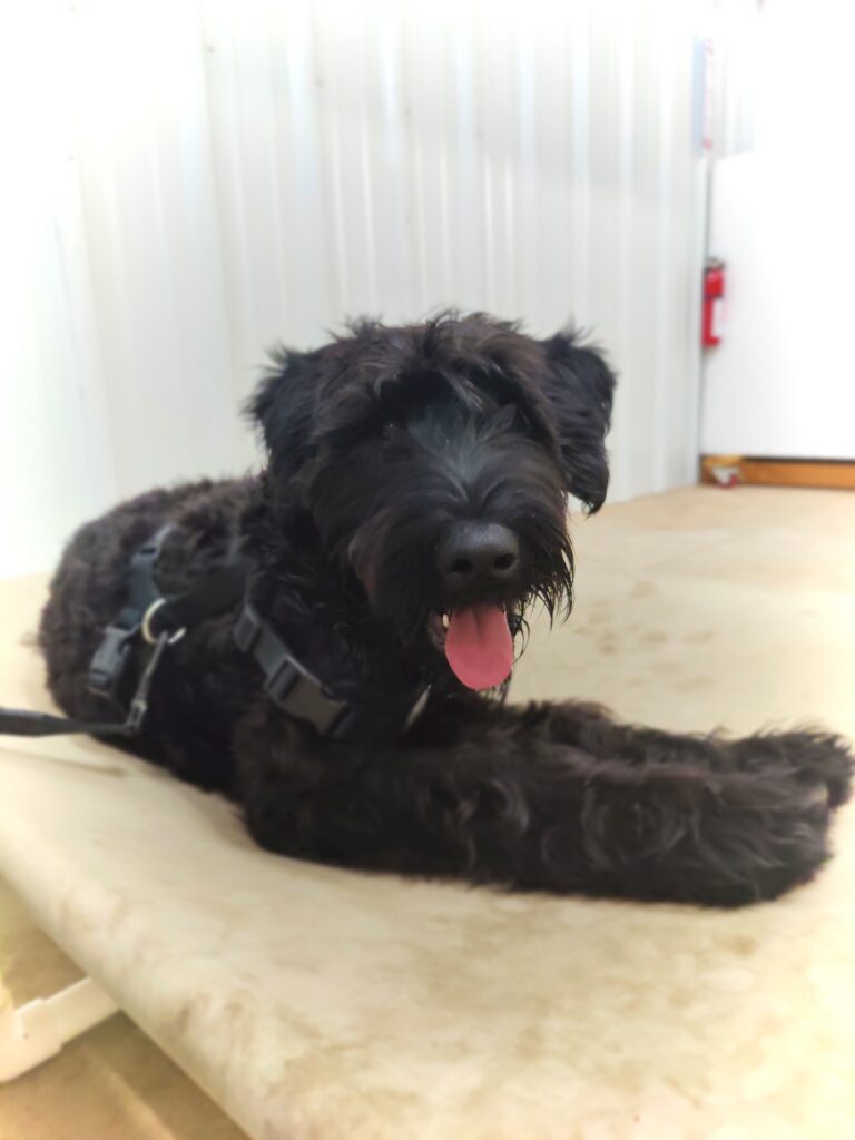 Giant Schnauzer laying on cot with open mouth