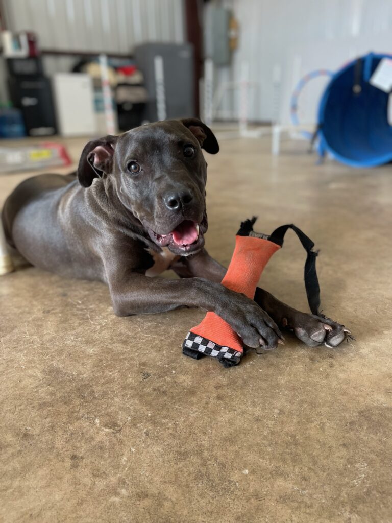 Pitty mix looks at camera with a smile and a partly chewed tug toy