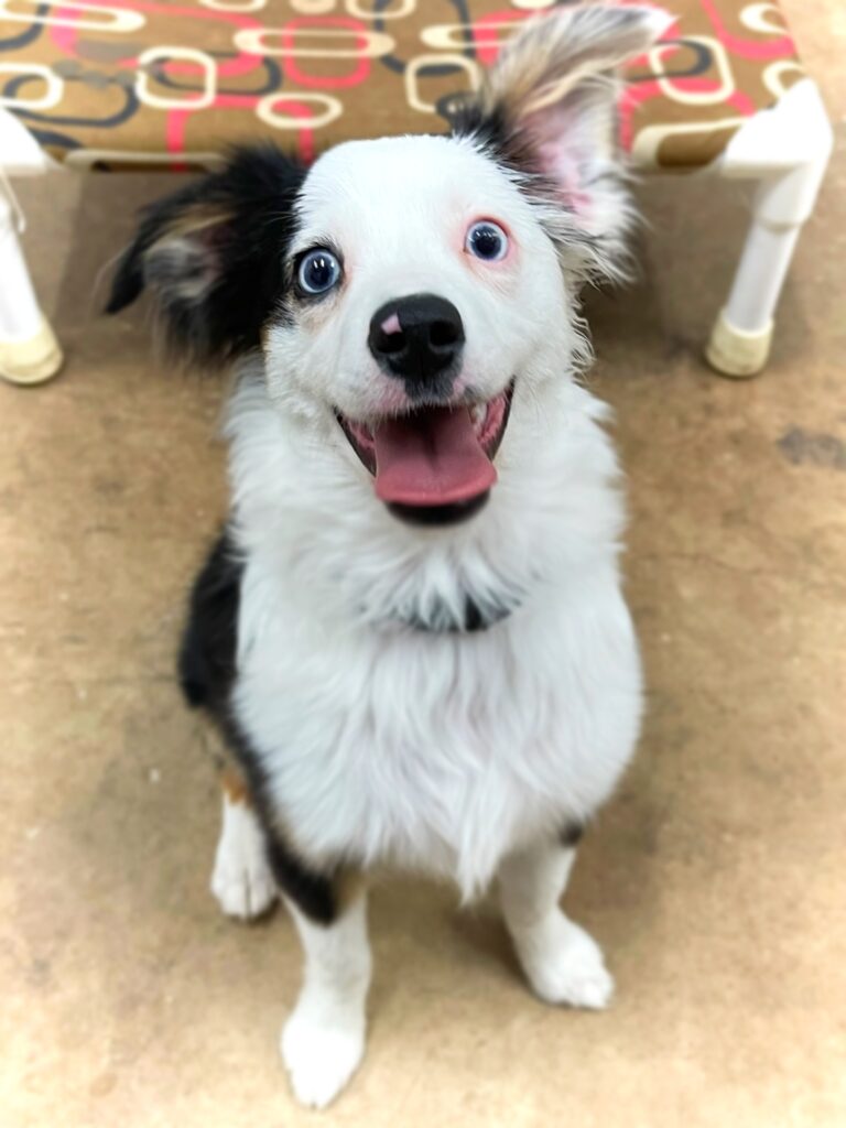 Toy aussie smiles up at the camera with ears perked