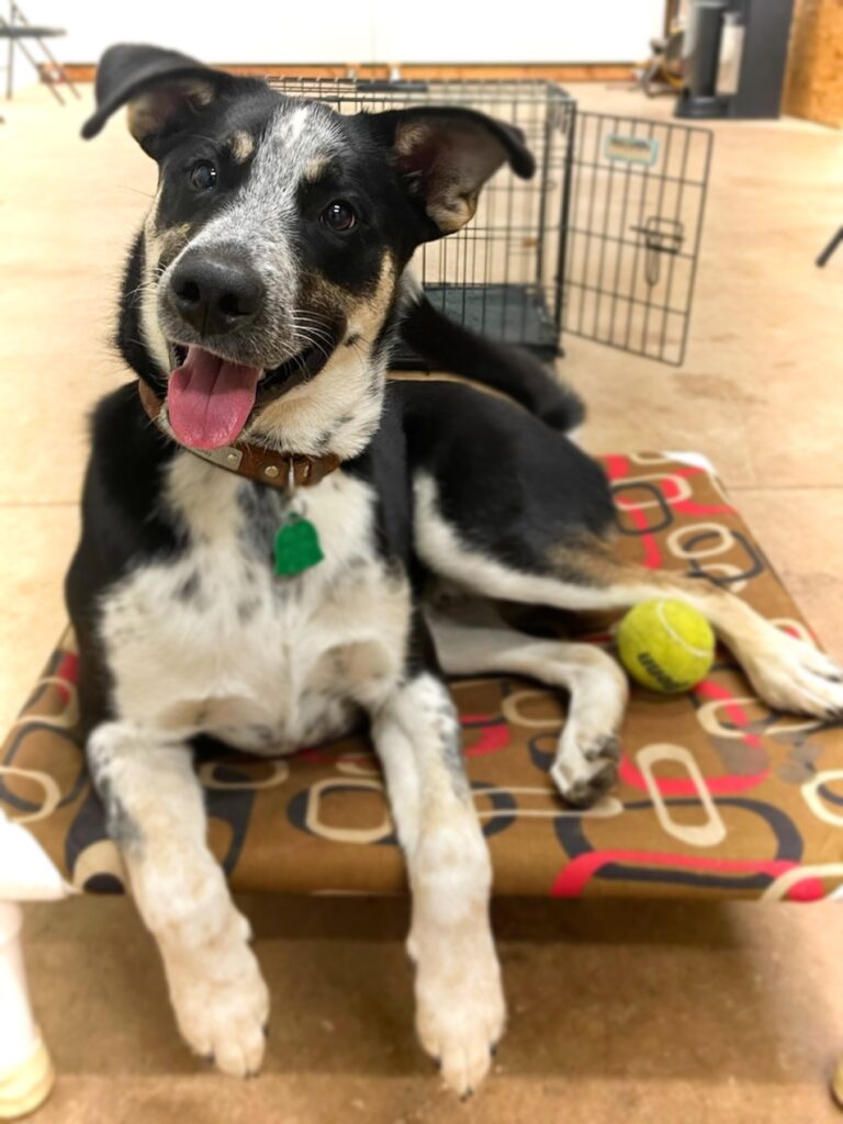 Border collie mix lays on cot with a smile and perked ears