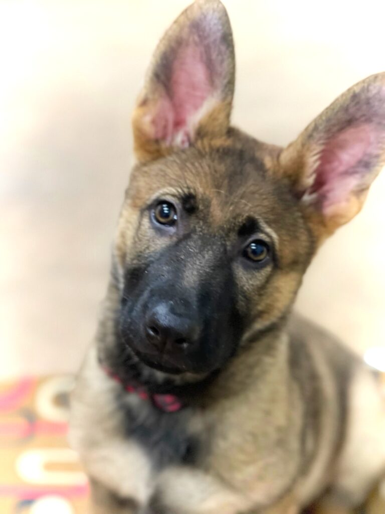 GSD mix looks at the camera while sitting, ears up and head tilted