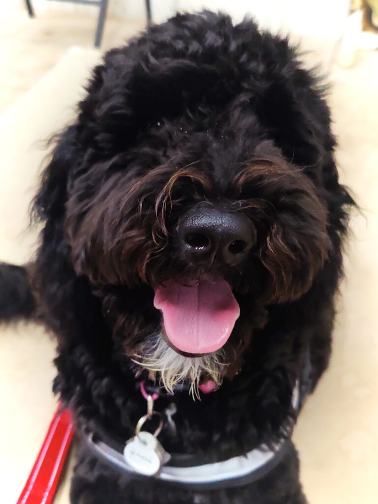 Black doodle looks at camera with open mouth and tongue out