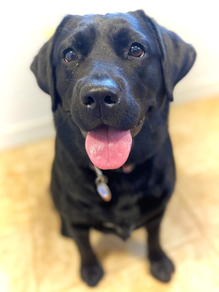 Black lab sits and smiles at the camera with tongue out