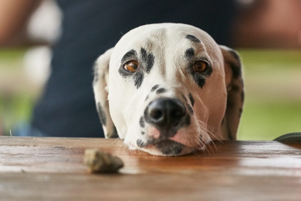 Dog resting chin on table with a piece of food next to nose