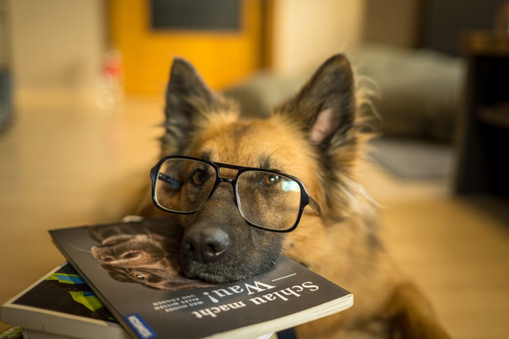 Dog wearing glasses rests head on a book