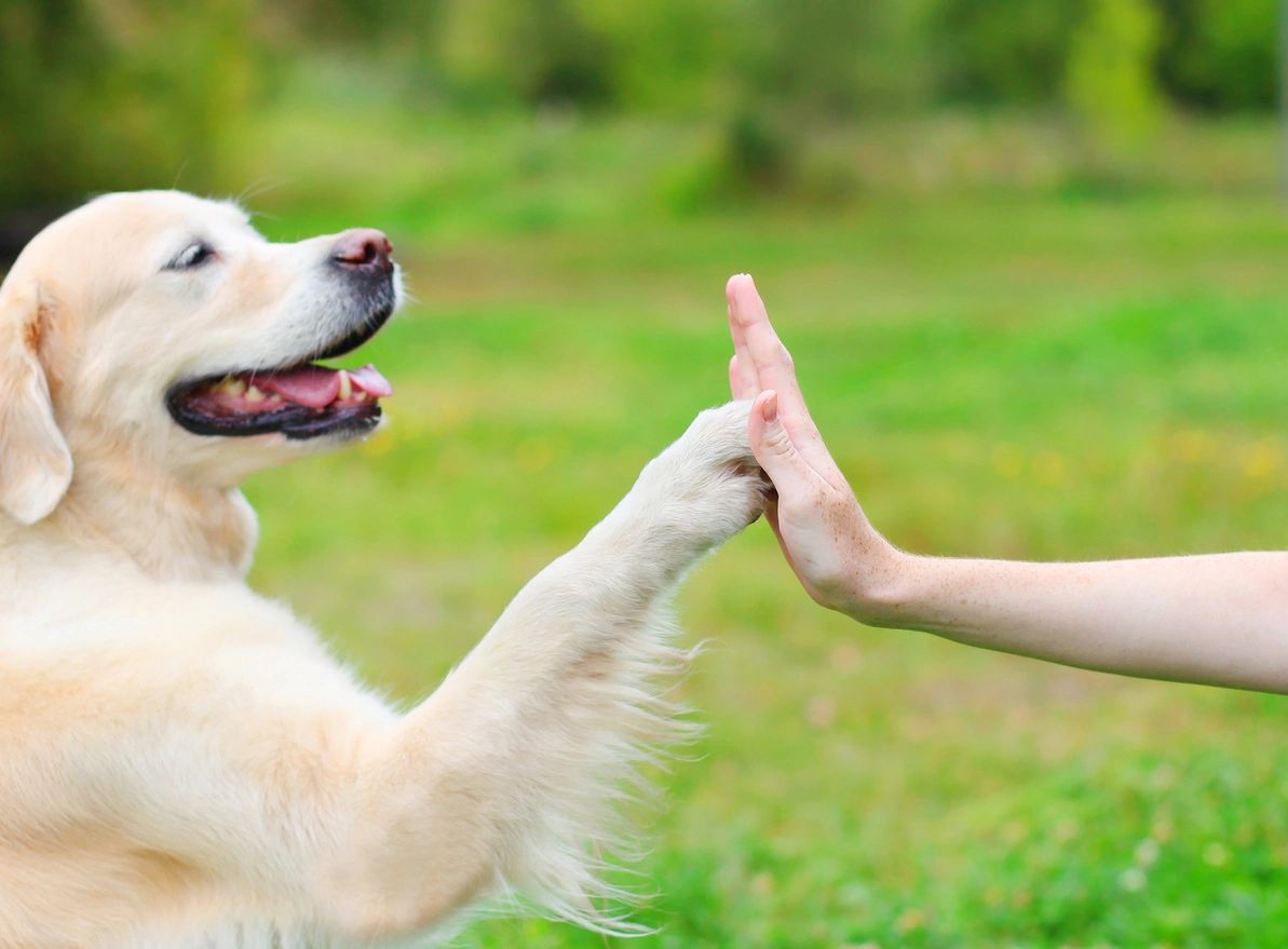 Dog gives high five to human