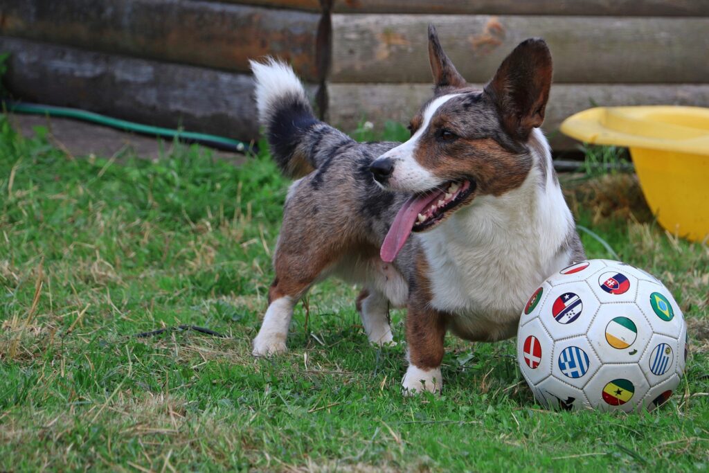 Dog stands near soccer ball