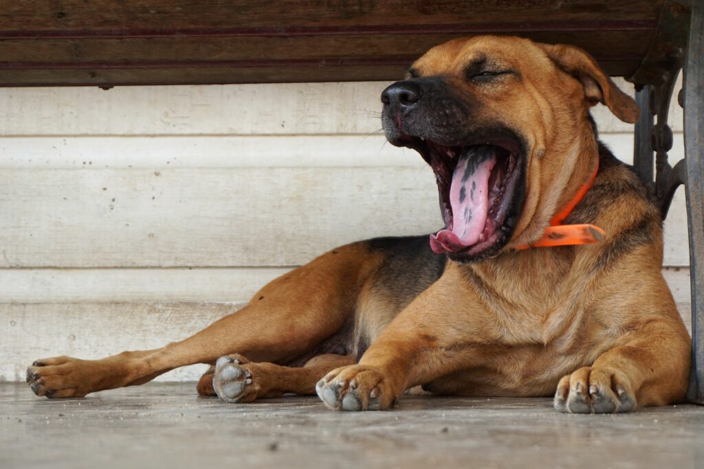 dog laying down and yawning