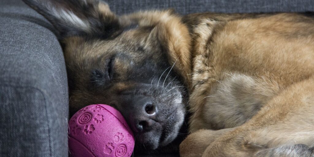 Dog sleeping on couch with ball tucked next to his nose