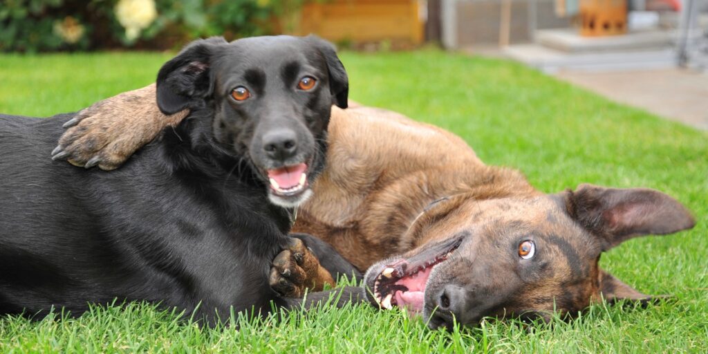 two dogs laying in grass together, one with his paw over the other's shoulder