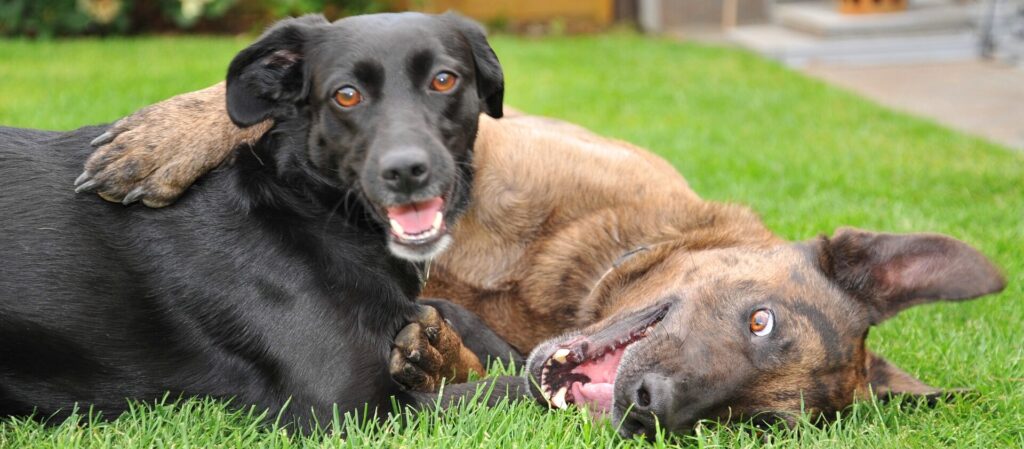 two dogs laying in grass together, one with his paw over the other's shoulder