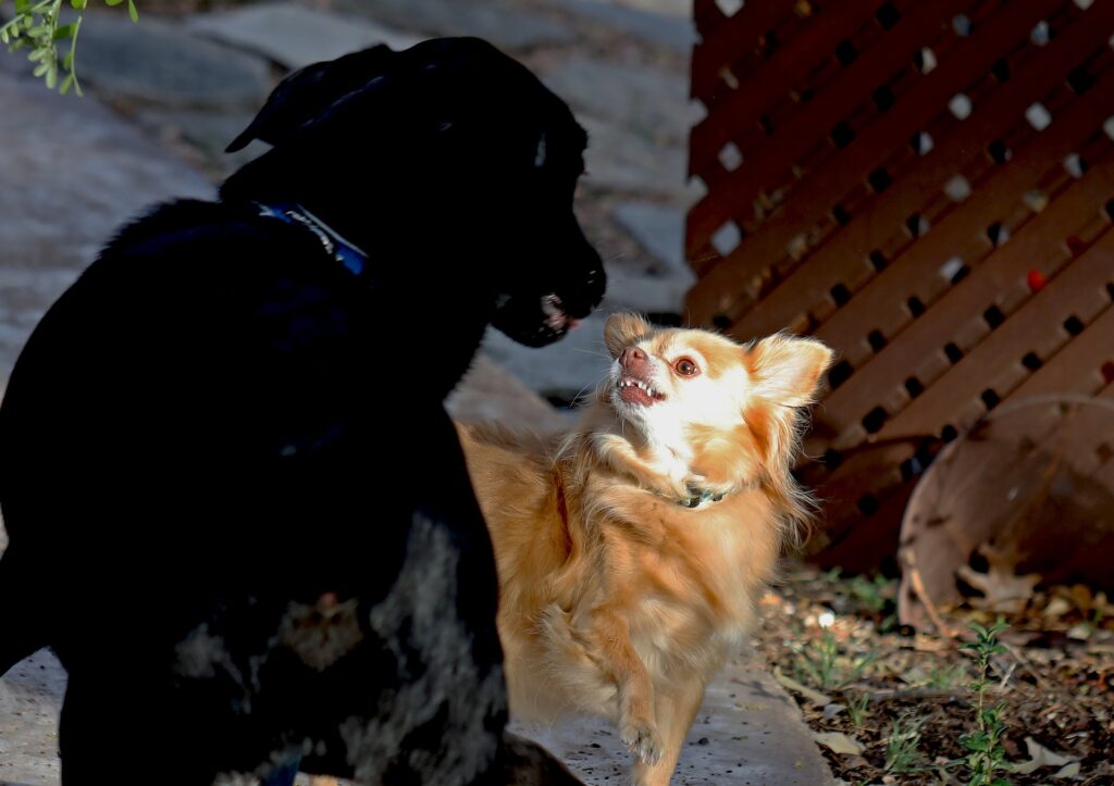 Little dog bears teeth at a big dog who is entering his space