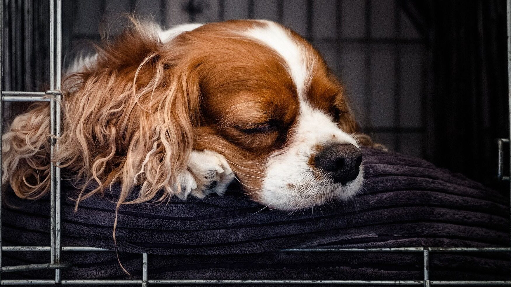 King cavalier puppy sleeping in crate