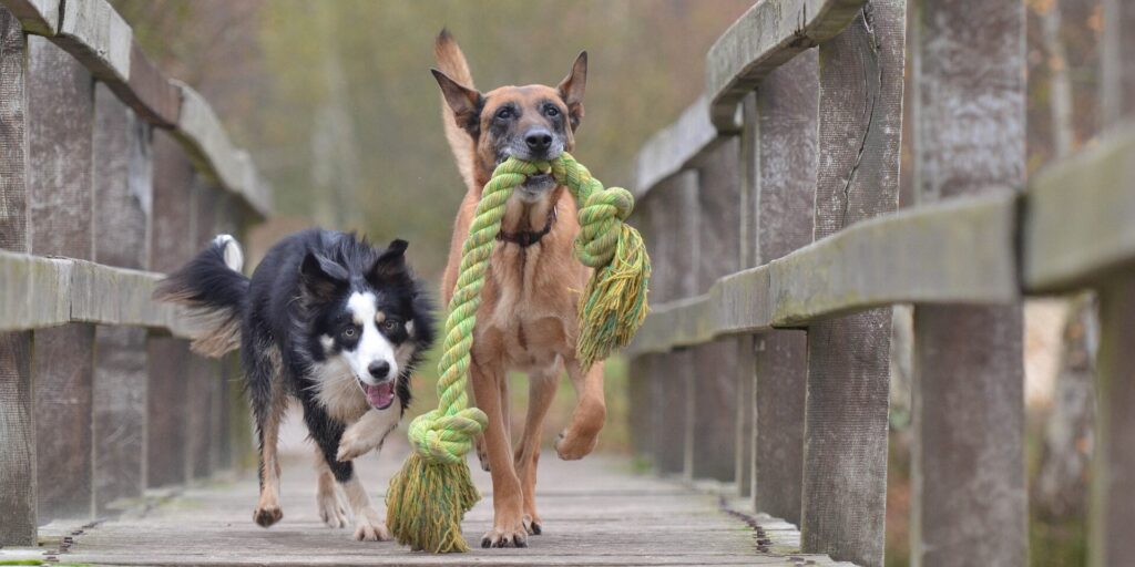 two dogs, one has a big rope in their mouth and the other is reaching for it