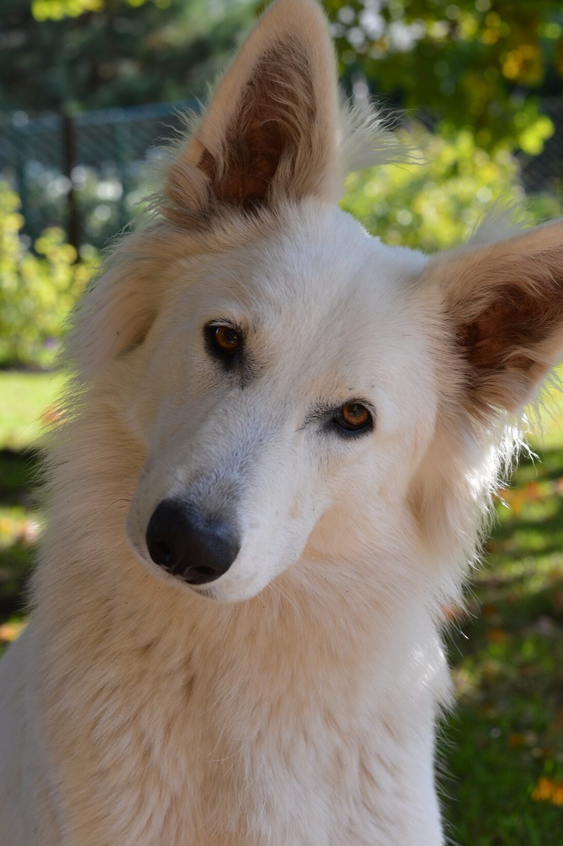 White dog tilts head