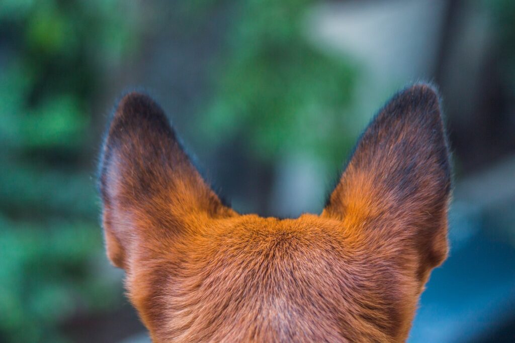 Dog ears forward as seen from behind
